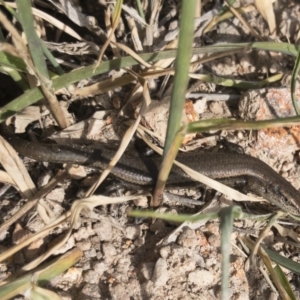 Lampropholis delicata at Michelago, NSW - 28 Oct 2019