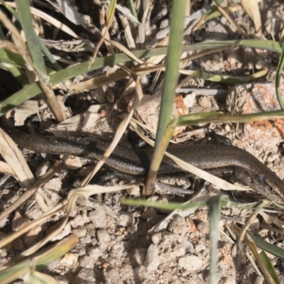 Lampropholis delicata (Delicate Skink) at Michelago, NSW - 28 Oct 2019 by Illilanga