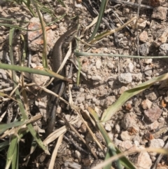 Lampropholis delicata at Michelago, NSW - 28 Oct 2019