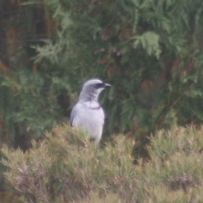 Coracina papuensis (White-bellied Cuckooshrike) at Quaama, NSW - 21 Dec 2019 by FionaG