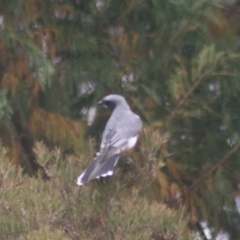 Coracina papuensis at Quaama, NSW - 21 Dec 2019