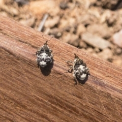 Mogulones larvatus (Paterson's curse crown weevil) at Illilanga & Baroona - 1 Nov 2019 by Illilanga