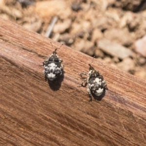Mogulones larvatus at Michelago, NSW - 1 Nov 2019