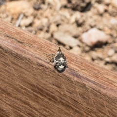 Mogulones larvatus at Michelago, NSW - 1 Nov 2019