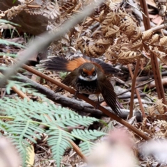 Rhipidura rufifrons (Rufous Fantail) at Paddys River, ACT - 15 Dec 2019 by DPRees125