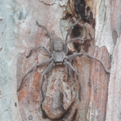 Isopeda (genus) (Huntsman Spider) at Macquarie, ACT - 21 Dec 2019 by TomfromOregon