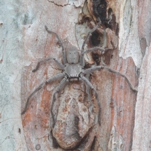 Isopeda sp. (genus) at Macquarie, ACT - 21 Dec 2019