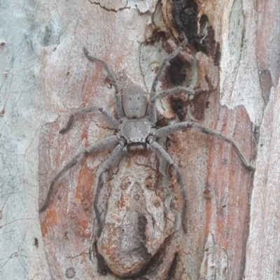 Isopeda (genus) (Huntsman Spider) at Macquarie, ACT - 21 Dec 2019 by TomfromOregon