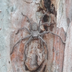 Isopeda sp. (genus) (Huntsman Spider) at Macquarie, ACT - 21 Dec 2019 by TomfromOregon