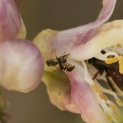 Spathulina acroleuca at Michelago, NSW - 14 Dec 2019