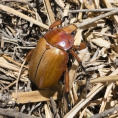 Anoplognathus montanus (Montane Christmas beetle) at Illilanga & Baroona - 2 Dec 2019 by Illilanga