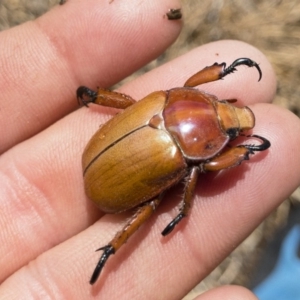 Anoplognathus montanus at Michelago, NSW - 2 Dec 2019 12:58 PM