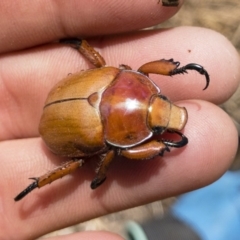 Anoplognathus montanus at Michelago, NSW - 2 Dec 2019