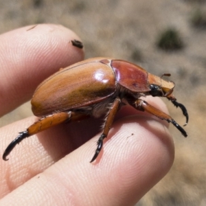 Anoplognathus montanus at Michelago, NSW - 2 Dec 2019 12:58 PM