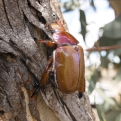 Anoplognathus montanus at Michelago, NSW - 2 Dec 2019 12:58 PM