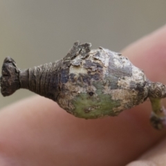 Apiomorpha urnalis (A scale forming an urn shaped gall on eucalypts) at Michelago, NSW - 14 Dec 2019 by Illilanga