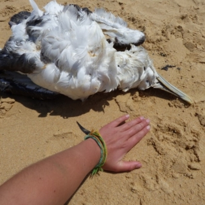 Thalassarche cauta (Shy Albatross) at Bermagui, NSW - 22 Dec 2019 by Jackie Lambert