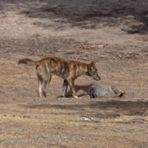 Canis lupus at Rendezvous Creek, ACT - 15 Dec 2019 08:56 AM