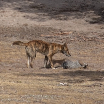 Canis lupus (Dingo / Wild Dog) at Rendezvous Creek, ACT - 15 Dec 2019 by rawshorty