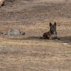 Canis lupus at Rendezvous Creek, ACT - 15 Dec 2019 08:56 AM