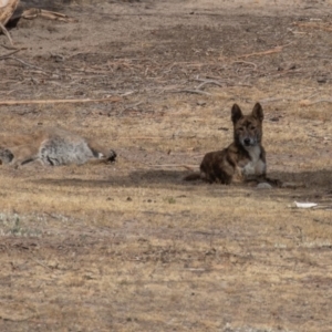 Canis lupus at Rendezvous Creek, ACT - 15 Dec 2019