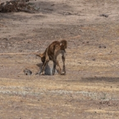 Canis lupus at Rendezvous Creek, ACT - 15 Dec 2019 08:56 AM