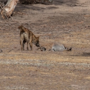 Canis lupus at Rendezvous Creek, ACT - 15 Dec 2019 08:56 AM