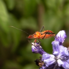 Gminatus australis (Orange assassin bug) at Macgregor, ACT - 21 Dec 2019 by Roger