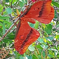 Opodiphthera helena (Helena Gum Moth) at Mummel, NSW - 20 Dec 2019 by Milly