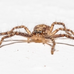Sparassidae (family) (A Huntsman Spider) at Macgregor, ACT - 21 Dec 2019 by Roger