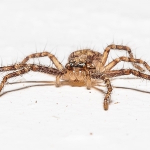 Sparassidae sp. (family) at Macgregor, ACT - 21 Dec 2019
