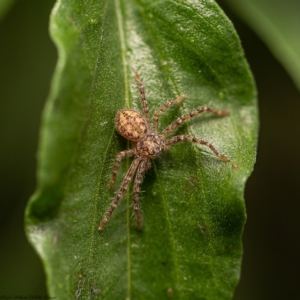 Sparassidae (family) at Macgregor, ACT - 21 Dec 2019 05:16 PM