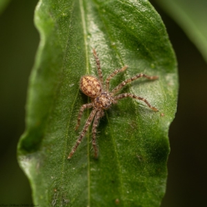 Sparassidae sp. (family) at Macgregor, ACT - 21 Dec 2019