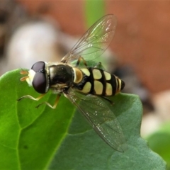 Simosyrphus grandicornis (Common hover fly) at Kambah, ACT - 21 Dec 2019 by HarveyPerkins