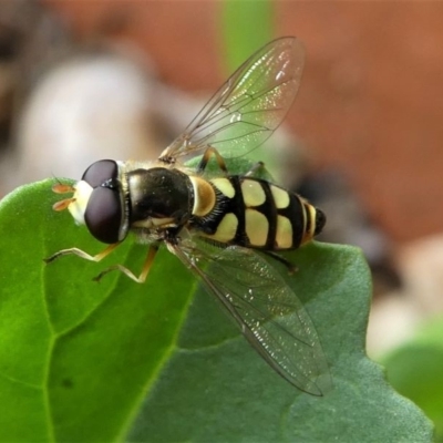 Simosyrphus grandicornis (Common hover fly) at Kambah, ACT - 21 Dec 2019 by HarveyPerkins