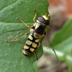 Simosyrphus grandicornis at Kambah, ACT - 21 Dec 2019 05:47 PM