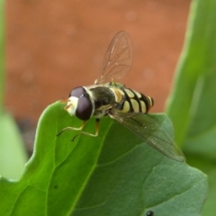 Simosyrphus grandicornis at Kambah, ACT - 21 Dec 2019