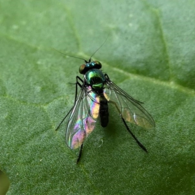 Dolichopodidae (family) (Unidentified Long-legged fly) at Kambah, ACT - 21 Dec 2019 by HarveyPerkins