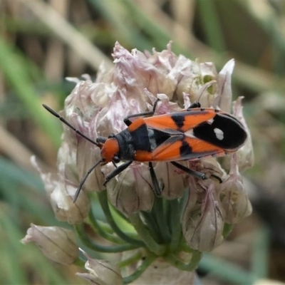 Melanerythrus mactans (A seed bug) at Kambah, ACT - 21 Dec 2019 by HarveyPerkins