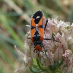 Melanerythrus mactans at Kambah, ACT - 21 Dec 2019 05:50 PM