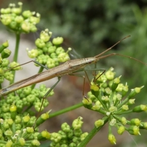 Mutusca brevicornis at Kambah, ACT - 21 Dec 2019