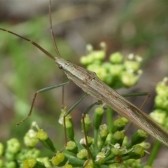 Mutusca brevicornis at Kambah, ACT - 21 Dec 2019