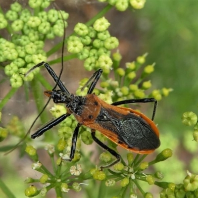 Gminatus australis (Orange assassin bug) at Kambah, ACT - 21 Dec 2019 by HarveyPerkins