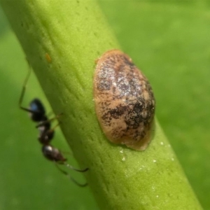 Coccus sp. (genus) at Kambah, ACT - 22 Dec 2019