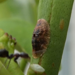 Coccus sp. (genus) at Kambah, ACT - 22 Dec 2019 11:59 AM