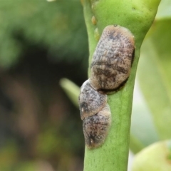 Coccus sp. (genus) at Kambah, ACT - 22 Dec 2019