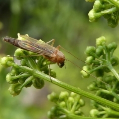 Chironomidae (family) (Non-biting Midge) at Kambah, ACT - 22 Dec 2019 by HarveyPerkins