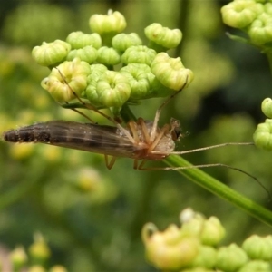 Chironomidae (family) at Kambah, ACT - 22 Dec 2019