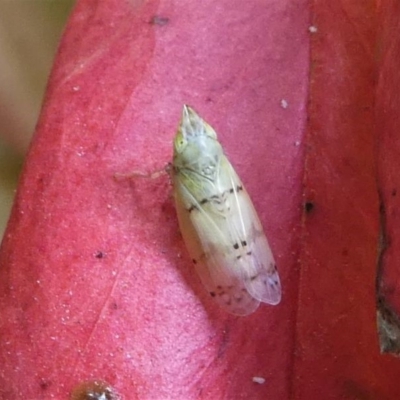 Japananus hyalinus (Japanese Maple Leafhopper) at Kambah, ACT - 22 Dec 2019 by HarveyPerkins