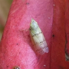 Fulgoroidea sp. (superfamily) (Unidentified fulgoroid planthopper) at Kambah, ACT - 22 Dec 2019 by HarveyPerkins